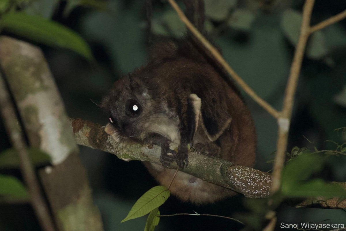 Petinomys fuscocapillus, Jerdon